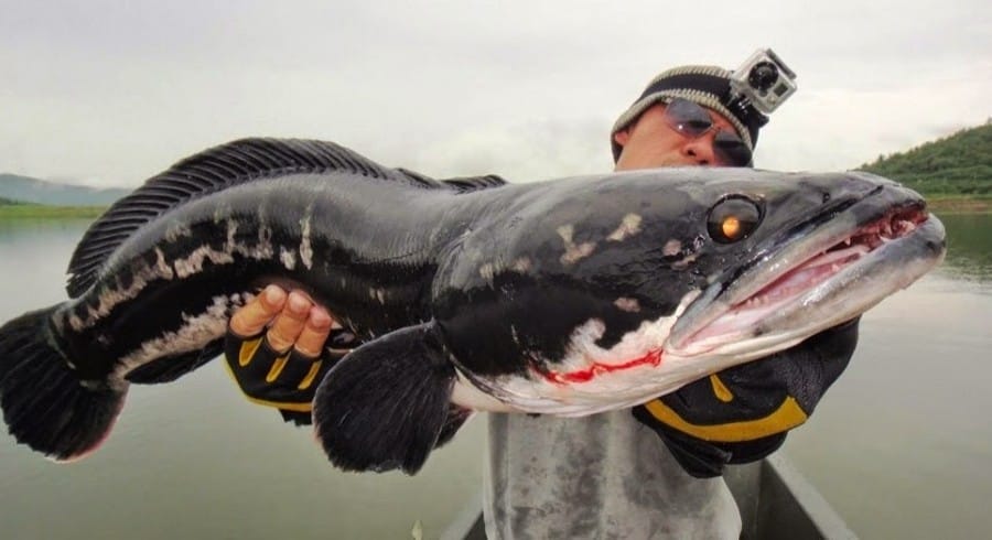 jenis ikan terganas di dunia