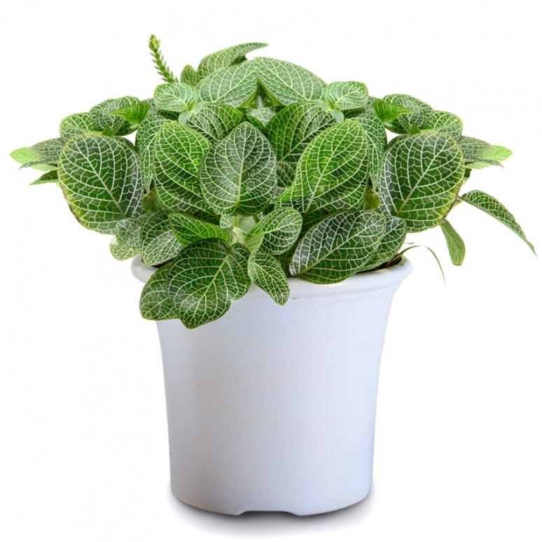 Fittonia Tanaman yang Sensitif