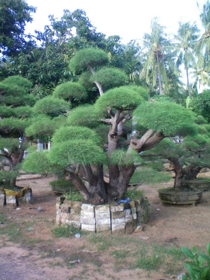 tanaman cemara udang