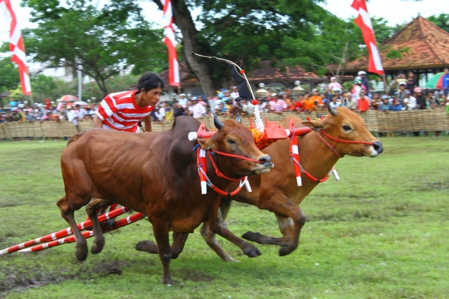 karapan-sapi-madura