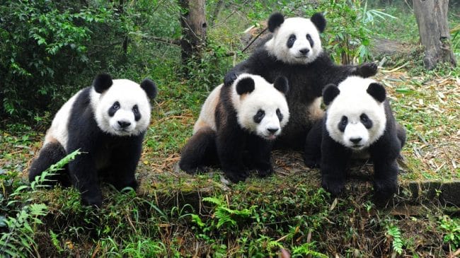panda besar tiongkok