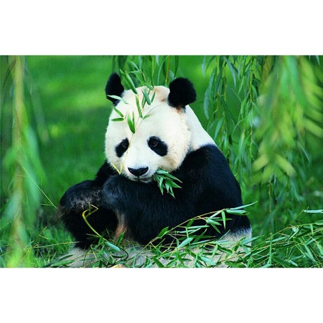 hewan panda lucu