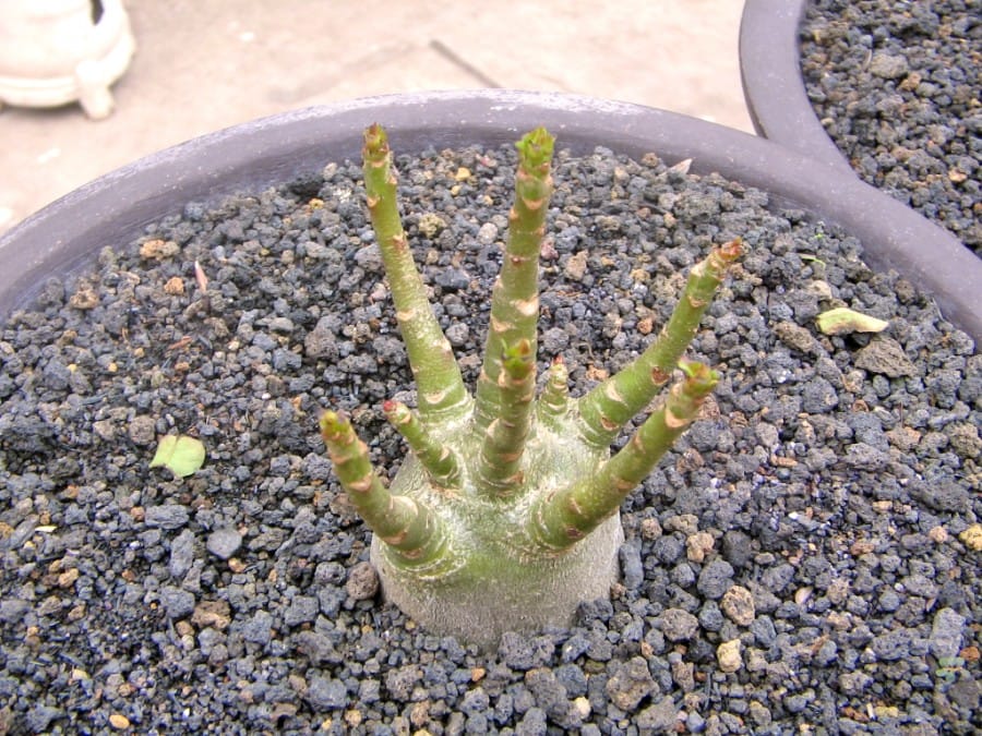 repotting bunga adenium