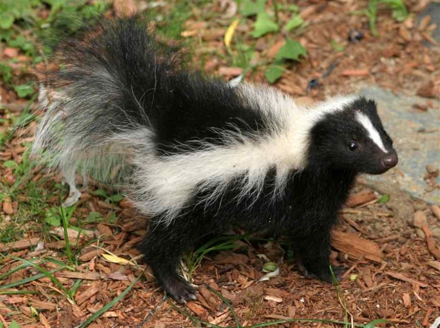 skunk