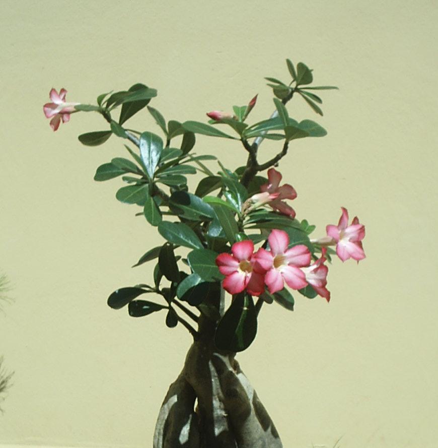 memotong tunas adenium