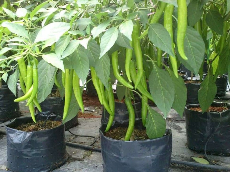 tanaman hidroponik cabe