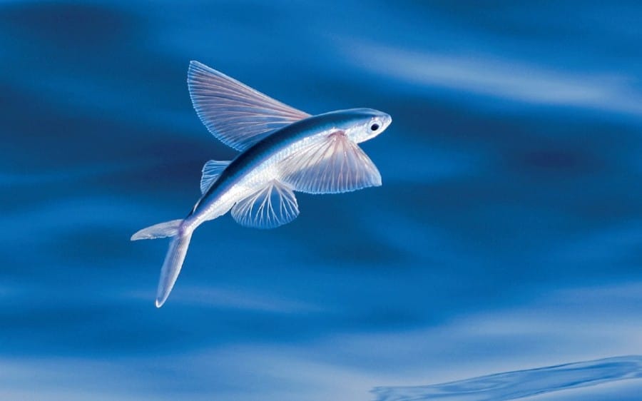 ikan terbang, ikan yang memiliki kemampuan yang menakjubkan