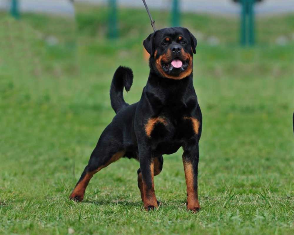 jenis anjing rottweiler