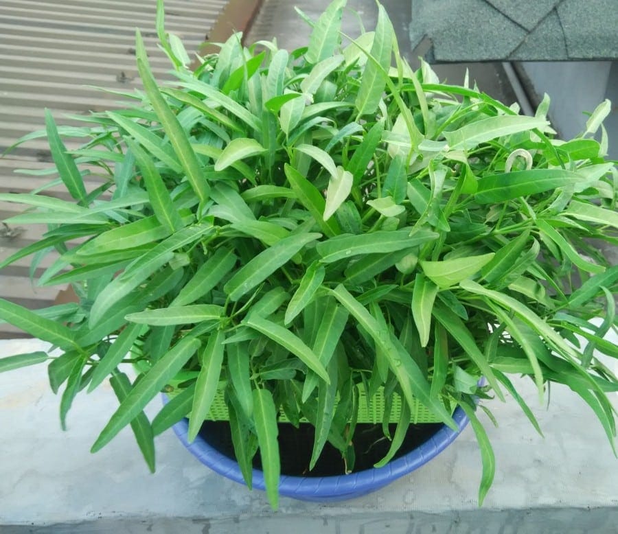 hidroponik kangkung