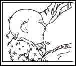 bayi menempel di payudara dengan tepat