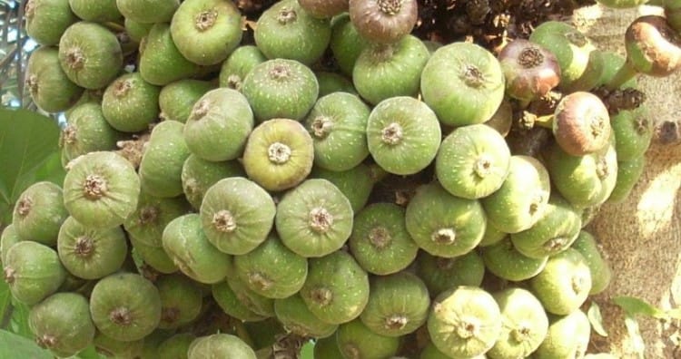 buah tin istimewa