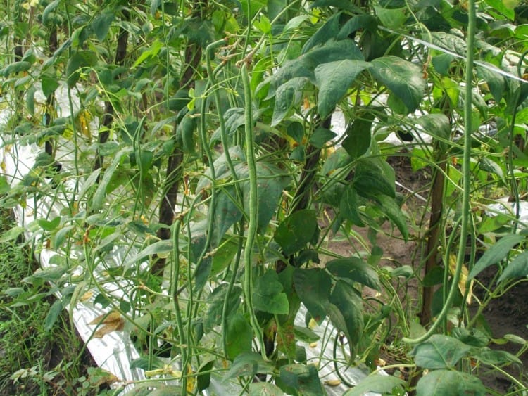 makanan kancil kacang panjang