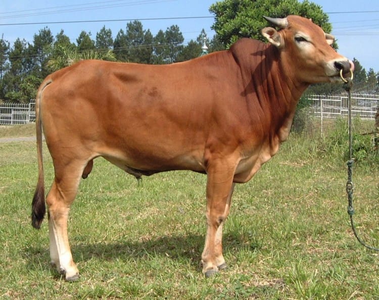 sapi madura