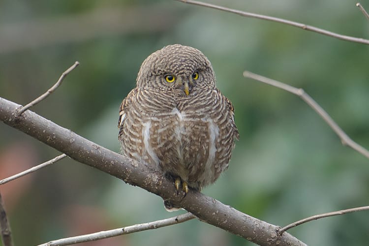 Burung Hantu Beluk Watu Jawa