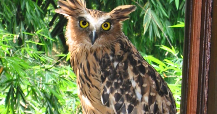 Burung Hantu Bloketupu