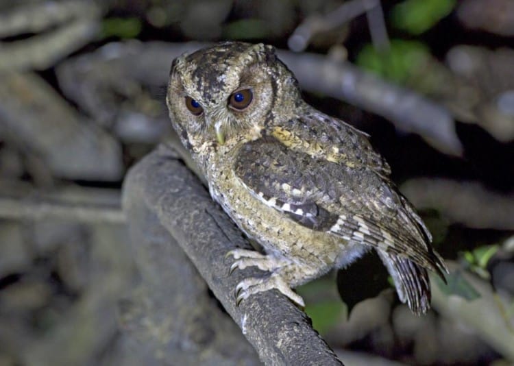 Burung Hantu Celepuk Reban