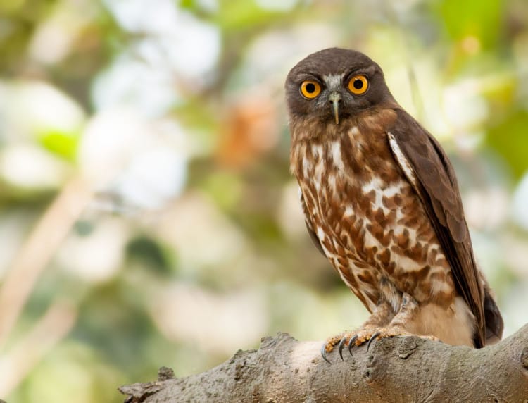 Burung Hantu Coklat