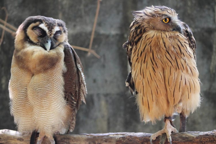 Burung Hantu Kokok Beluk