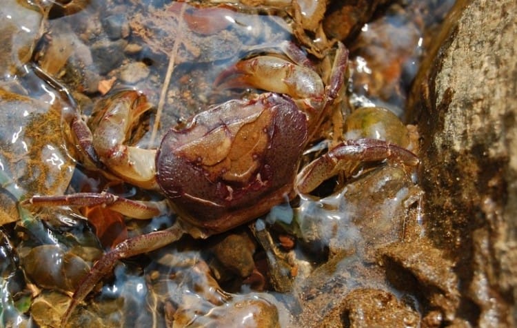 Kepiting Air Tawar Pakan Belut