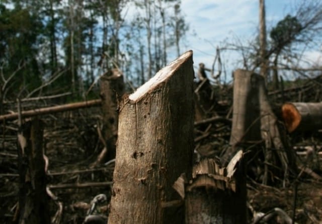 Penebangan hutan penyebab banjir