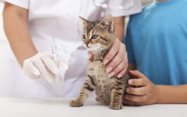 Vaksinasi Jenis Kucing Anggora