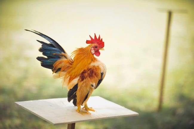 Ayam terkecil di dunia