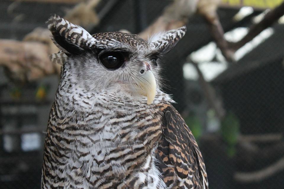 jenis burung hanti di dunia