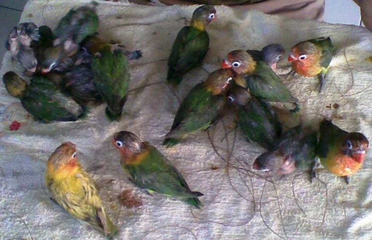 Gambar ternak lovebird saat pembarian makan