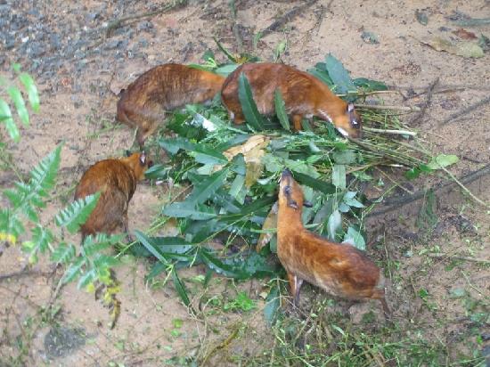 makanan kancil