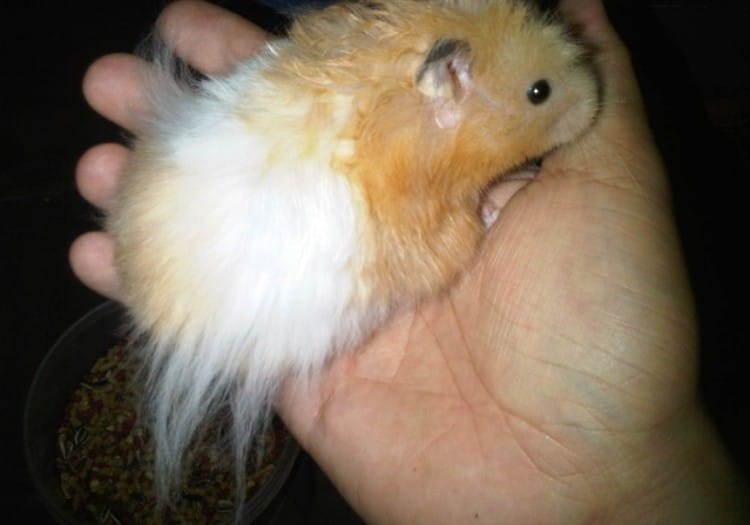 hamster hamil