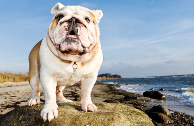 jenis anjing english bulldog