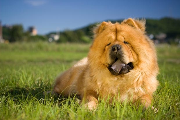 jenis anjing chow chow