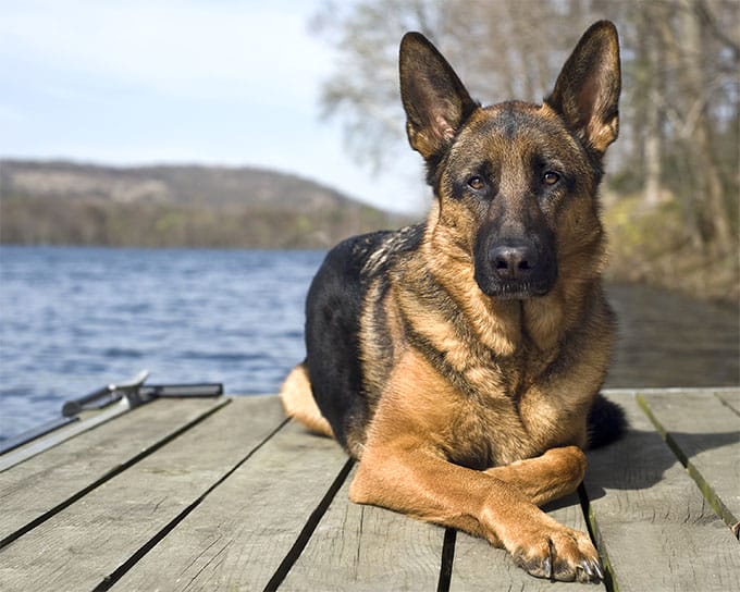 jenis anjing german shepherd