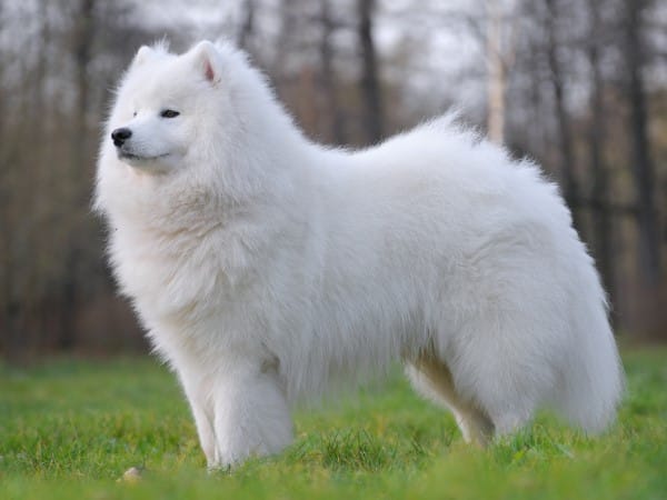 jenis anjing samoyed