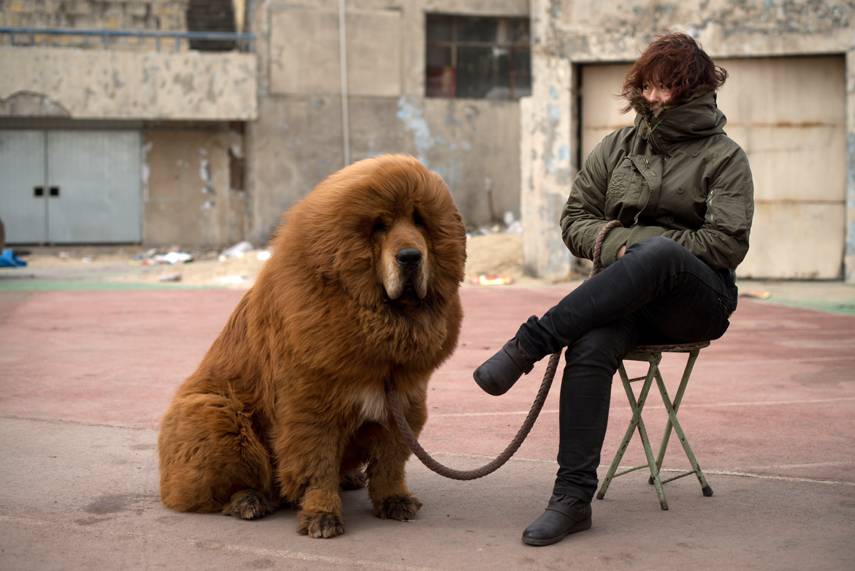 jenis anjing tibetan mastiff