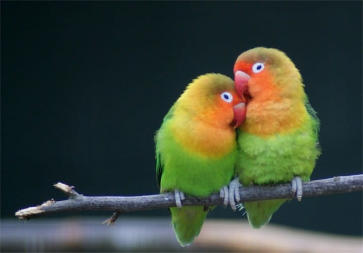 gambar burung lovebird yang sedang bercumbu