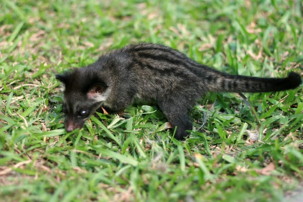 makanan musang