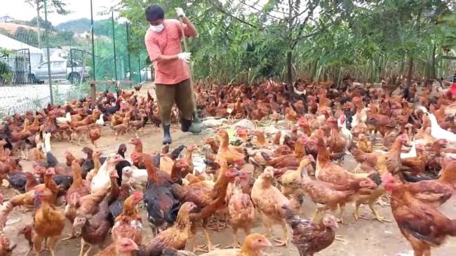 pemeliharaan yang baik ayam kampung