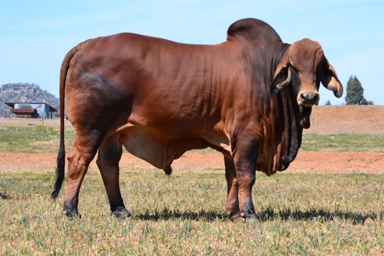 sapi brahman