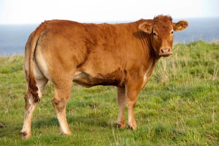 sapi limousin