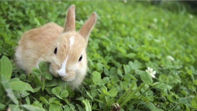 makanan sehat kelinci