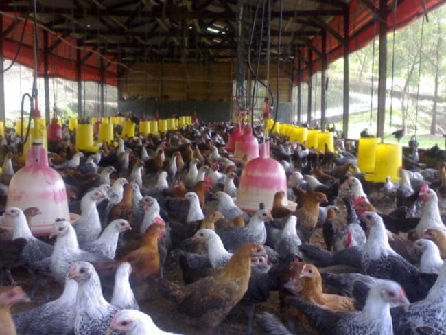 sistem intensif dalam ternak ayam