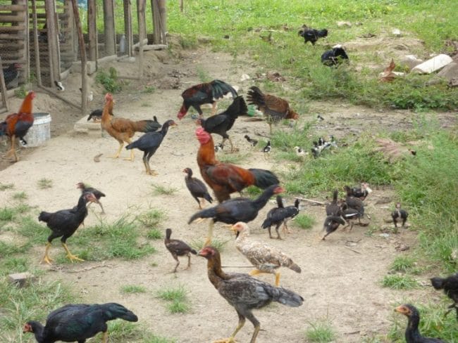 sistem tradisional ayam kampung