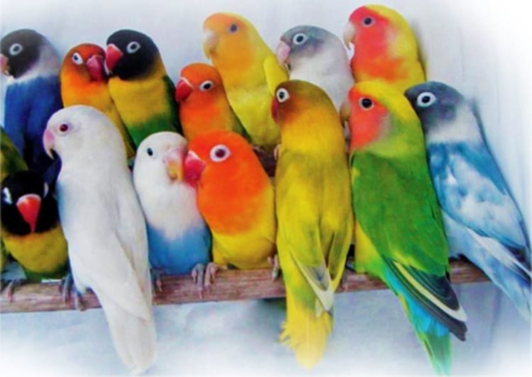 Gambar burung lovebird yang bertengger saling berjajaran