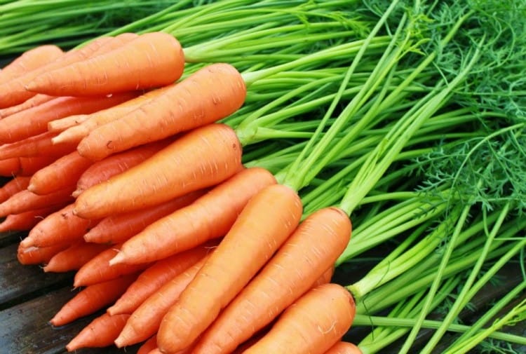 makanan kancil wortel