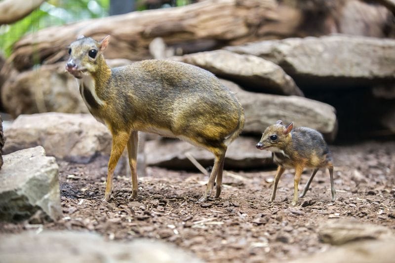 lingkungan hidup kancil