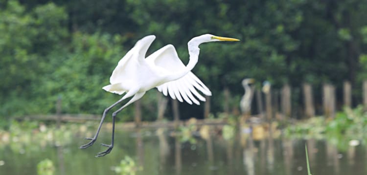 Burung Kuntul Gede