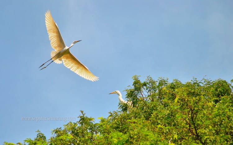 Burung Kuntul