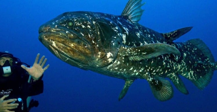 Hewan Purba di Indonesia Coelacanth