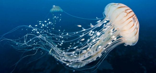 Hewan Purba di Indonesia Jellyfish